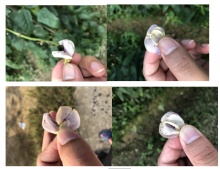 不含d-柠檬烯的橙皮精油-d-柠檬烯,橙皮精油,甲维盐,助剂-广州方中化